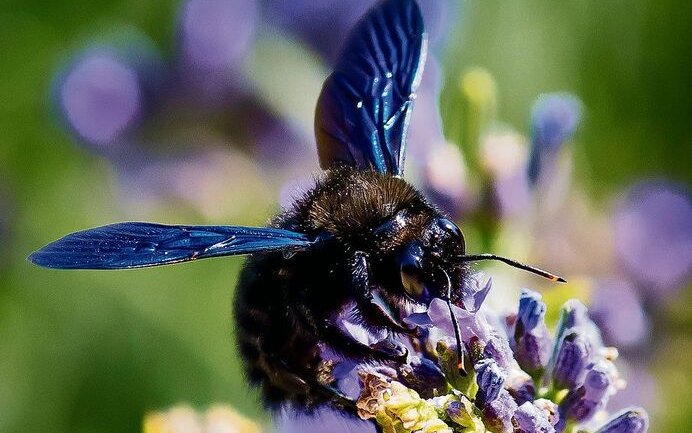 Die Schwarzblaue Holzbiene sieht ganz anders als die bekannten Honigbienen.