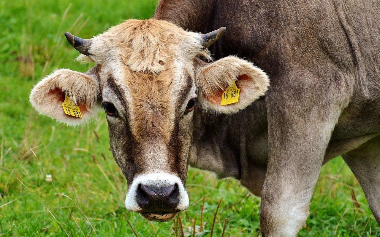Mikroplastik geht bei Kühen nicht einfach nur durch den Magen.
