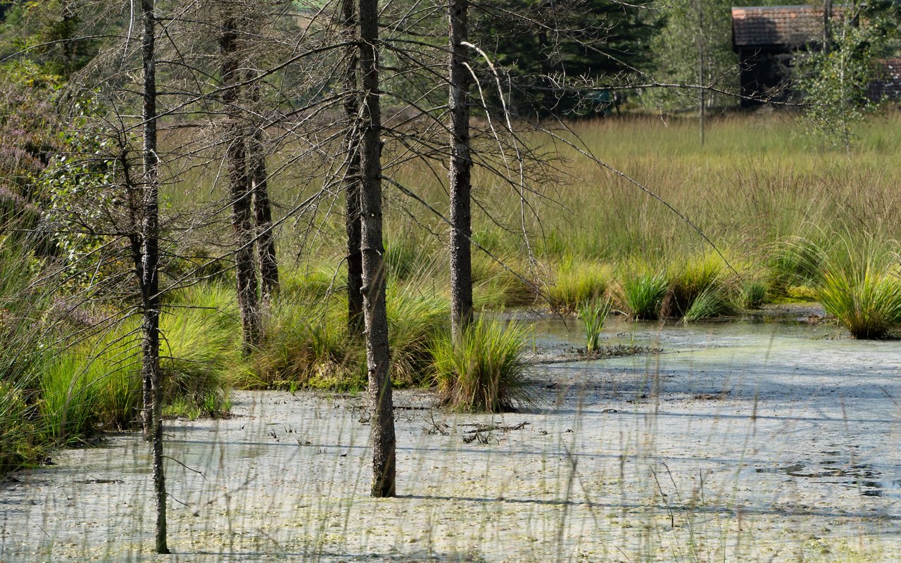Wegen der Trockenheit war nicht viel Wasser im Teich, aber er schimmerte wunderbar silbrig.