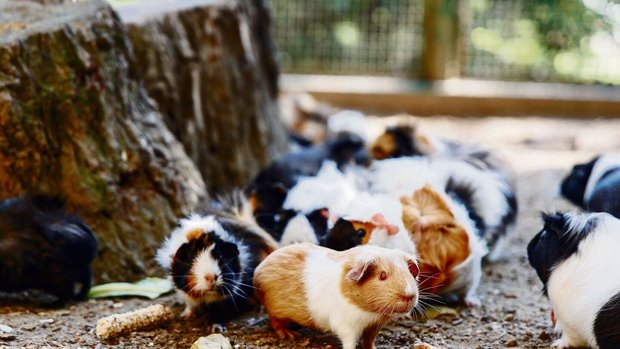 Meerschweinchen lieben weitläufige, ebene Flächen.