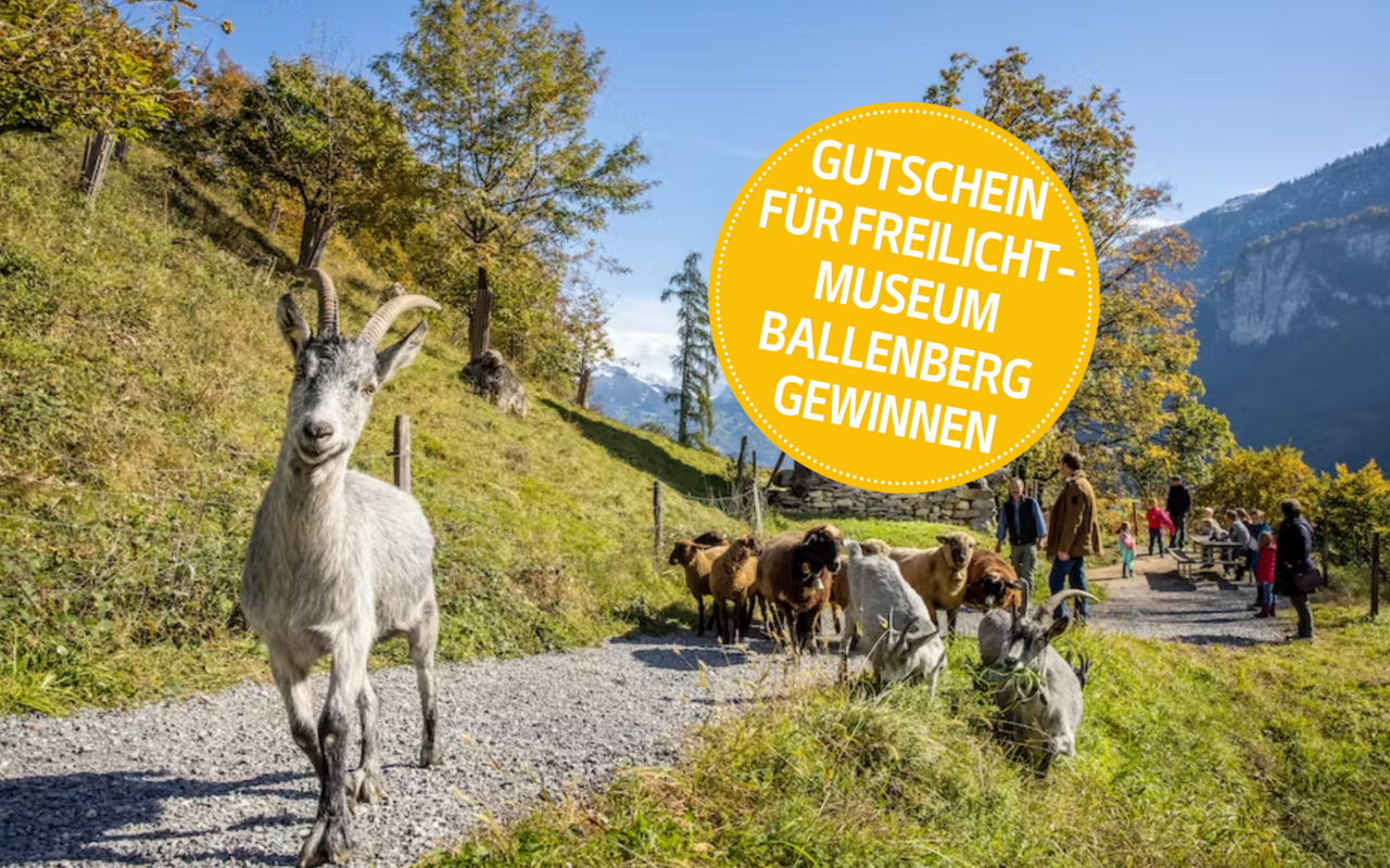 Während der Saison beleben über 200 Bauernhof-Nutztiere das Museumsgelände.