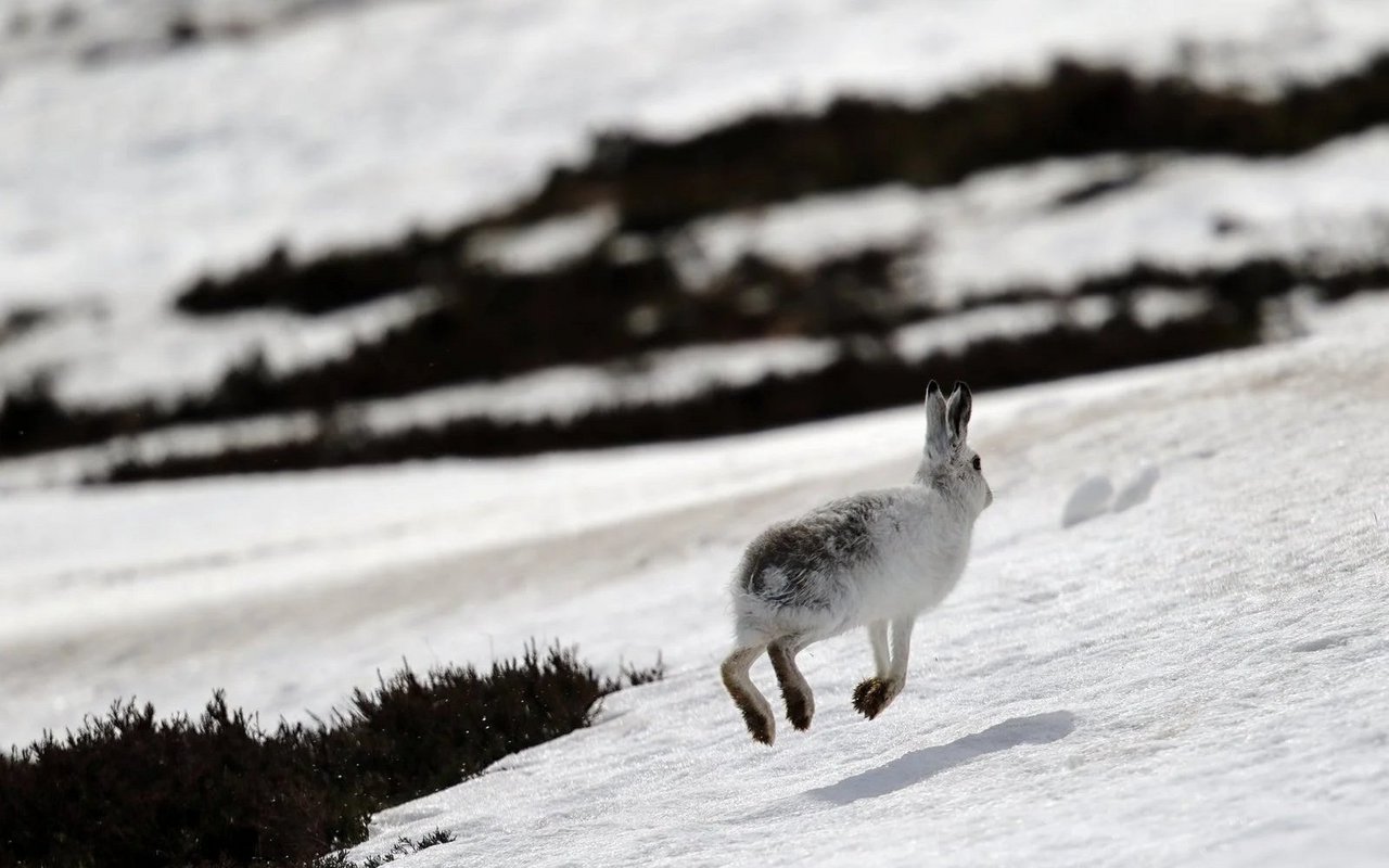 Gilt auf der Roten Liste als potenziell gefährdet: der Alpenschneehase.