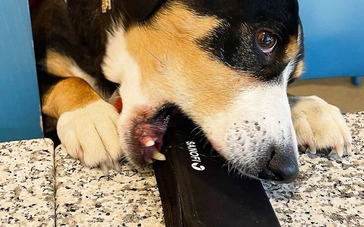 Auf Kommando bringt Tara ihrem Herrchen das für ihn überlebenswichtige Insulin.