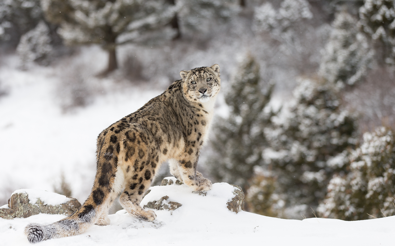 Schneeleoparden sind sehr scheue Tiere.