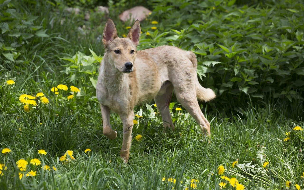 Auch Hunde können unter Pollenallergien leiden und dabei enorm Lebensqualität einbüssen.