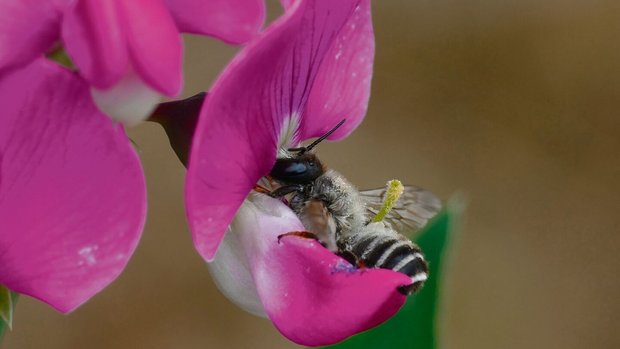  Die Platterbse ist auf die Bestäubung durch Bienen angewiesen.