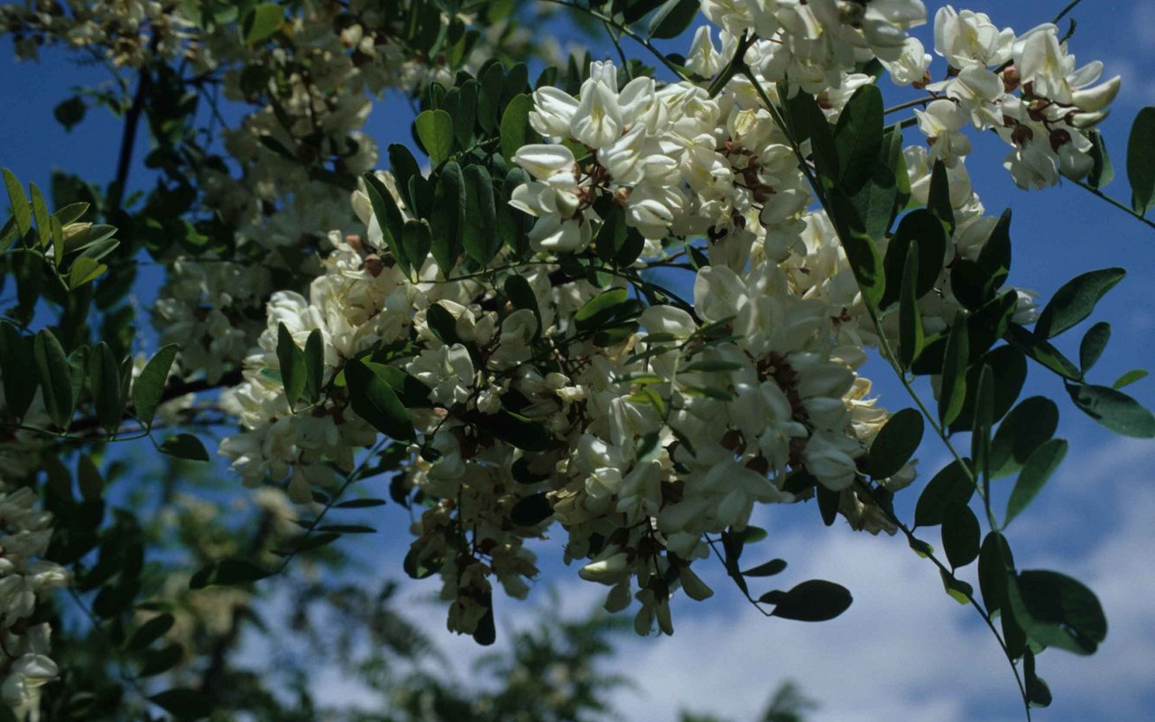 Die Robinie ist ein in Nordamerika heimischer Baum, der auf allen Kontinenten eingeführt wurde. Die europäischen Imperien haben bei ihrer Einführung und Verbreitung oft eine wichtige Rolle gespielt