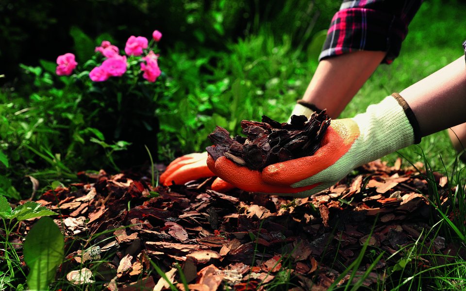 Mulch verhindert nicht nur das Wachstum von Unkraut, sondern dient je nach Material langfristig auch als Dünger.