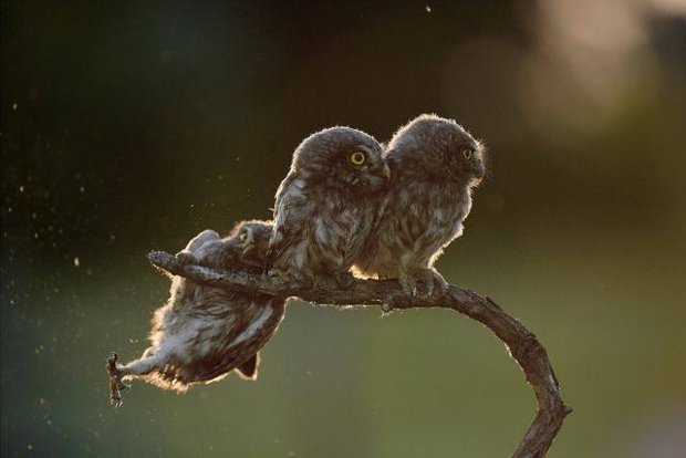 01-comedy-wildlife-tibor-kercz.jpg
