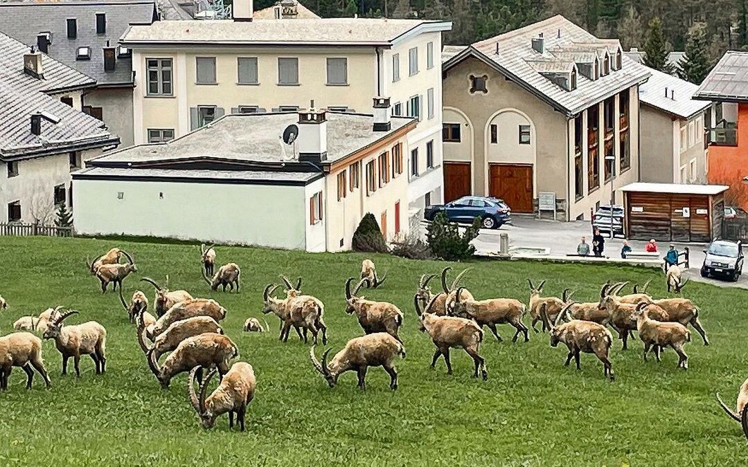Ein alljährliches Phänomen: Eine Steinbock-Herde am Dorfrand von Pontresina.