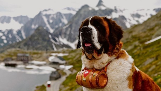 In Wahrheit trugen Bernhardiner kaum Schnapsfässchen.