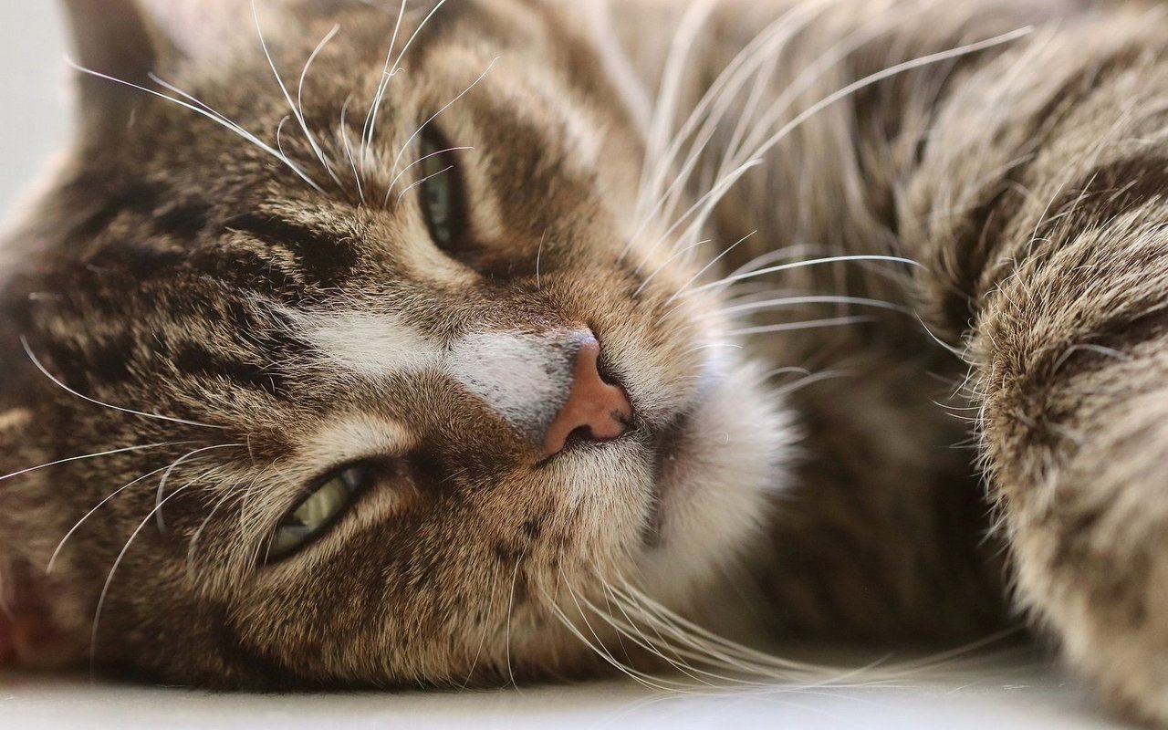 Katzen schlafen viel. Sind sie jedoch plötzlich lethargisch, ist das kein gutes Zeichen.