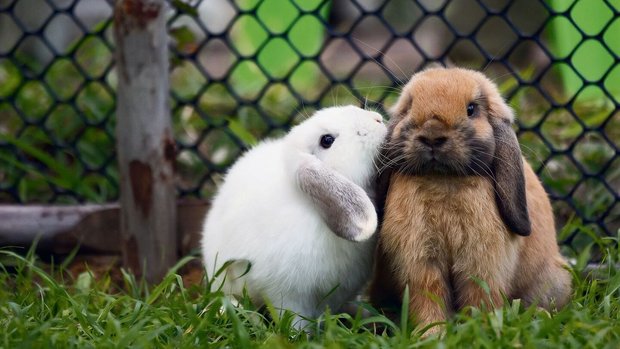 Zwergkaninchen sind das ganze Jahr über empfängnisbereit.  Deshalb Achtung bei der Verpaarung!