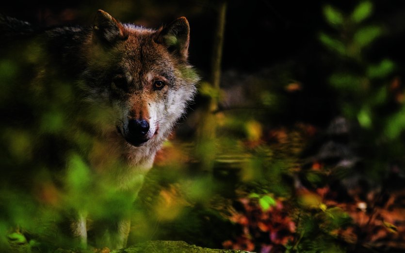 Freiwillige ziehen durch die Lüneburger Heide, sammeln Wolfslosung und liefern wichtige Daten zur Rückkehr des Wolf – Naturschutz hautnah mit Biosphere Expeditions.