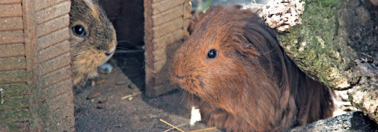 Meerschweinchen sind gesellige Nager.