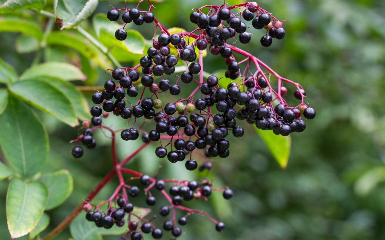Die violett-schwarzen Beeren reifen im September heran und dienen zahlreichen Tierarten als Nahrungsangebot. 