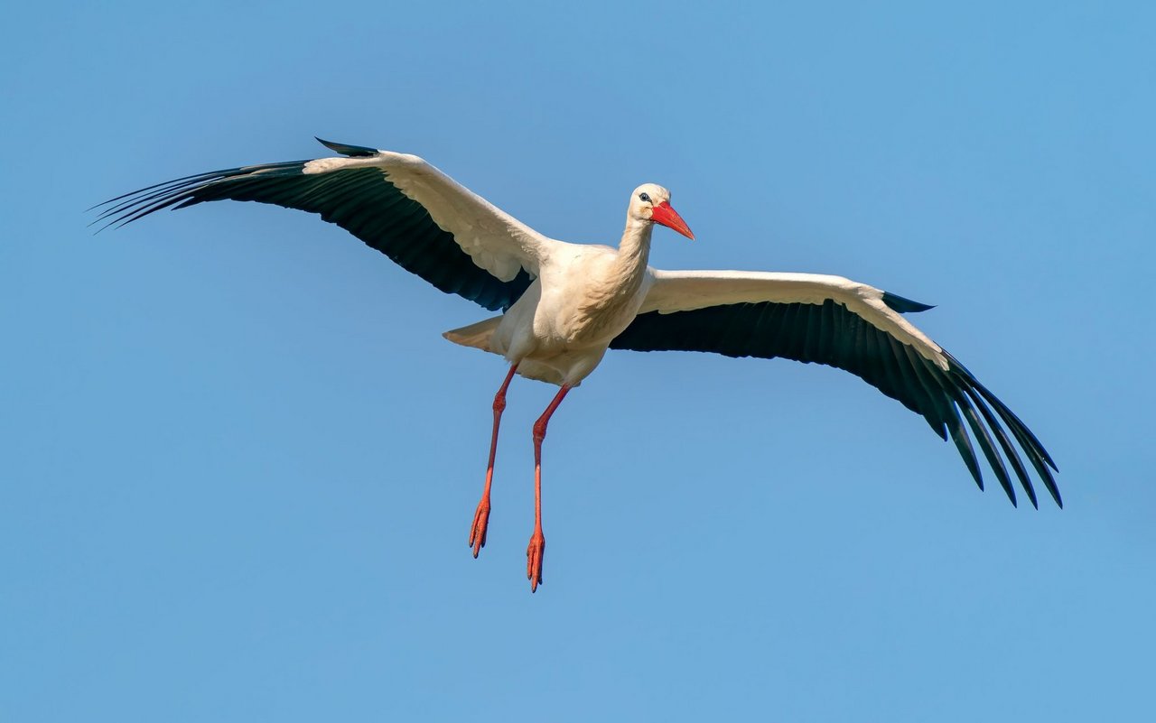 Die Störche ersparen sich den langen Flug nach Afrika.