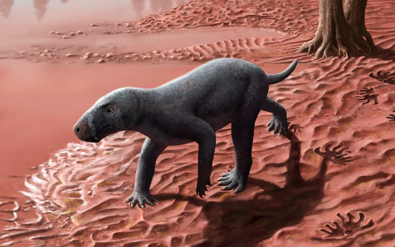 Ein internationales Forscherteam hat nun ein fossiles Tier beschrieben, das vor etwa 280 bis 270 Millionen Jahren auf dem heutigen Mallorca lebte und damit der älteste bekannte Gorgonopsier ist.