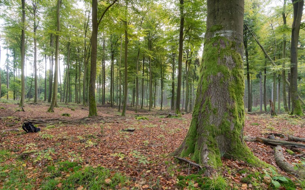 Bäume sind zentrale Bausteine des Ökosystems und Lebensräume für viele Tiere.