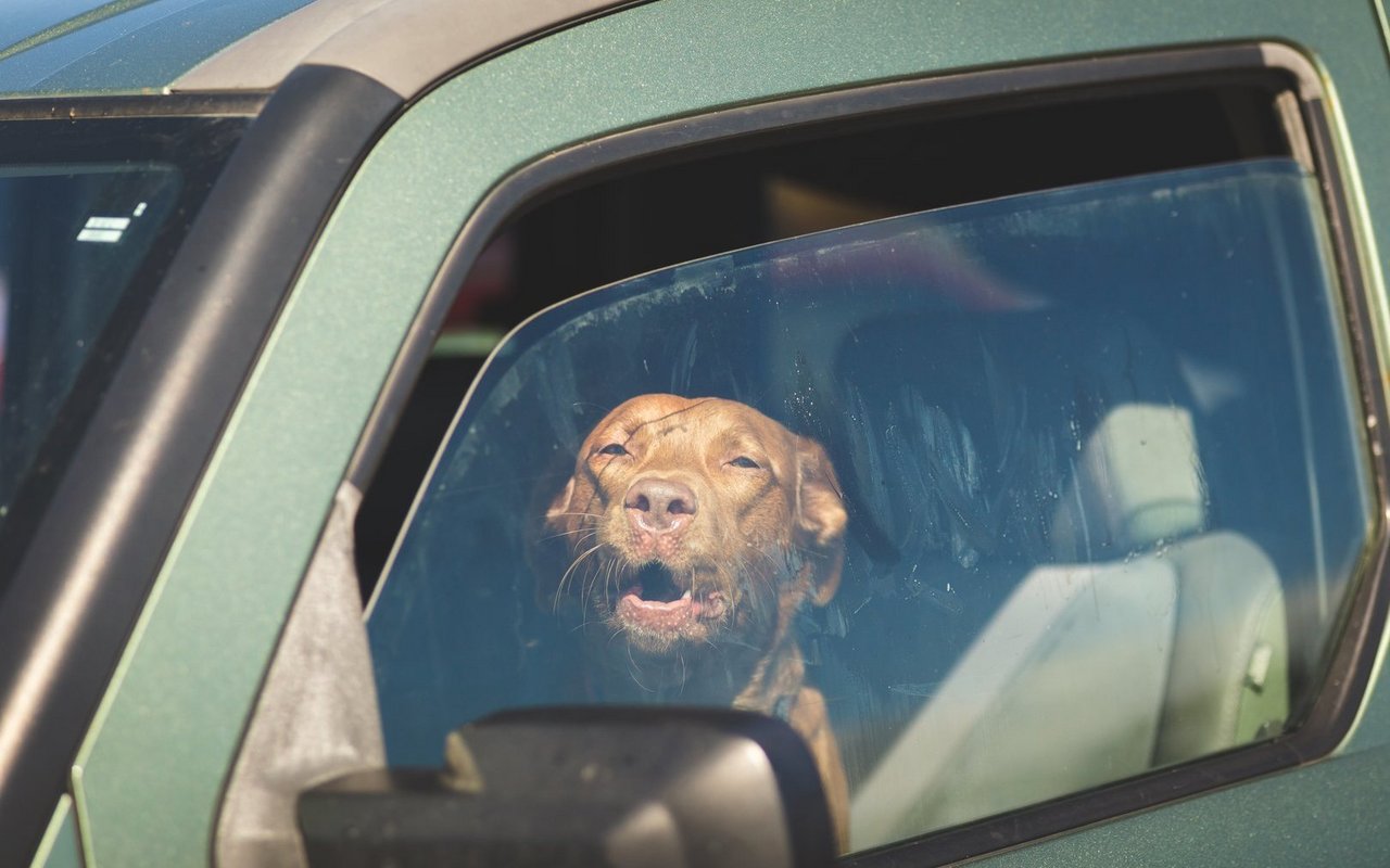 Ein leicht geöffnetes Fenster nützt nichts, wenn das Auto an der prallen Sonne steht. Der Hitzetod droht!