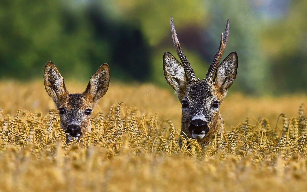 Rehe gehören zu den häufigsten Säugetieren der Schweiz.