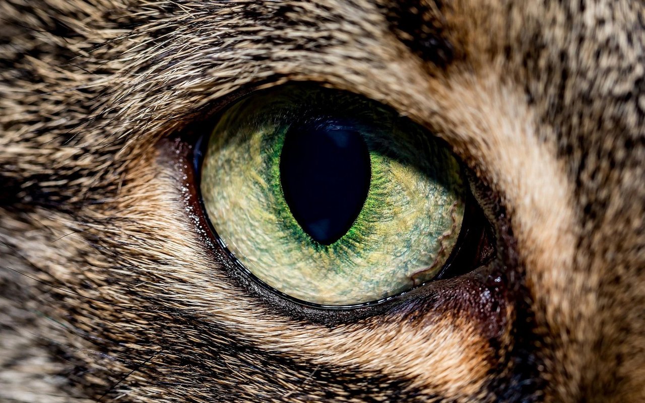 Ihr ausgezeichnetes Sehvermögen macht die Schwarzfusskatze nachts zum perfekten Jäger.