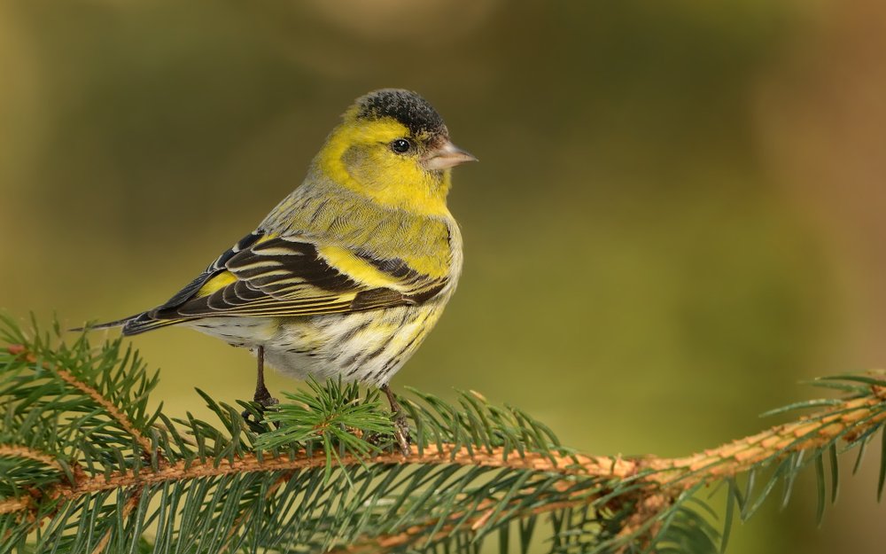 Erlenzeisige fliegen schwarzweise in Baumkronen ein, um Samen aus Zäpfchen zu klauben.  