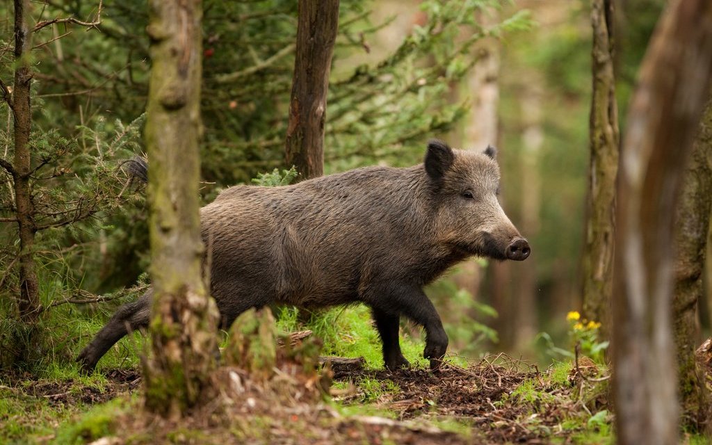 Wildschweine klauen in Berlin auch mal Sachen von Nacktbadern.