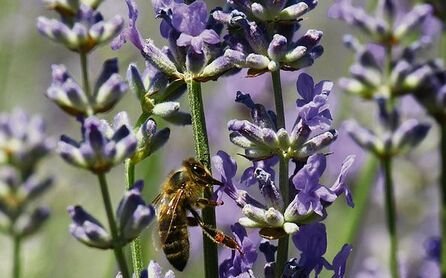 Das Lavendelfeld ist ein Insektenparadies. Bienen besuchen summend Blüte um Blüte. 