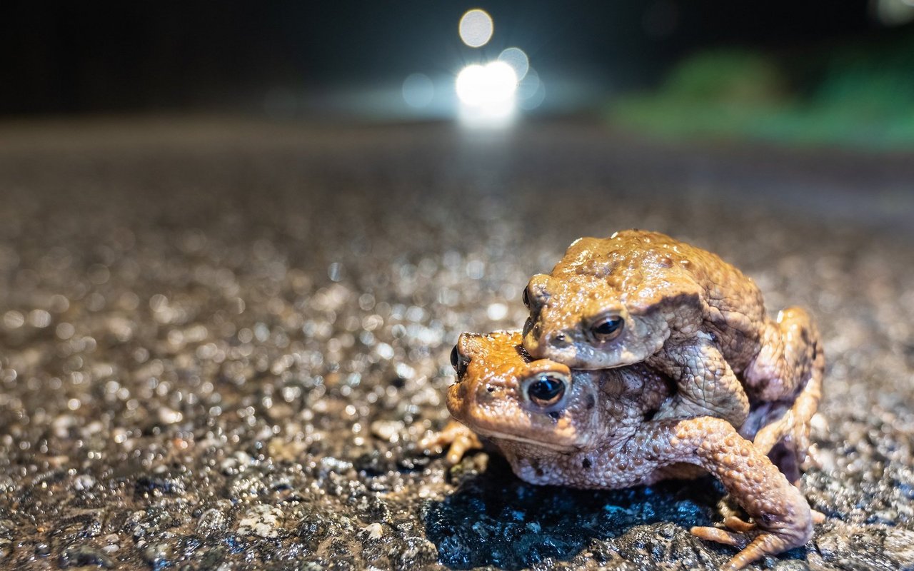 Jedes Jahr verlieren Kröten, Frösche und Molche auf ihrer Hochzeitsreise auf Strassen ihr Leben. 
