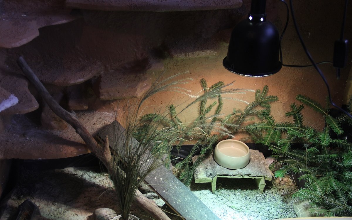 Chinesische Zwergwachteln können auch in Terrarien gehalten werden. Hier eine Einrichtung mit UV-Lampe, Sandbad und Versteckplätzen. 