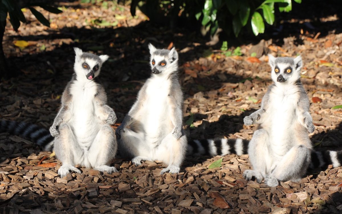 Diese Kattas sonnen sich im Bioparc in Bellevue (GE).