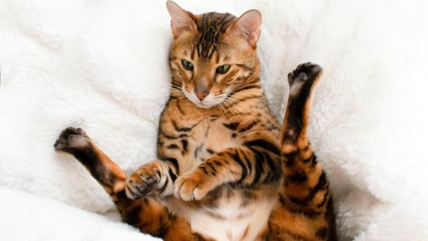 Bengal-Katze