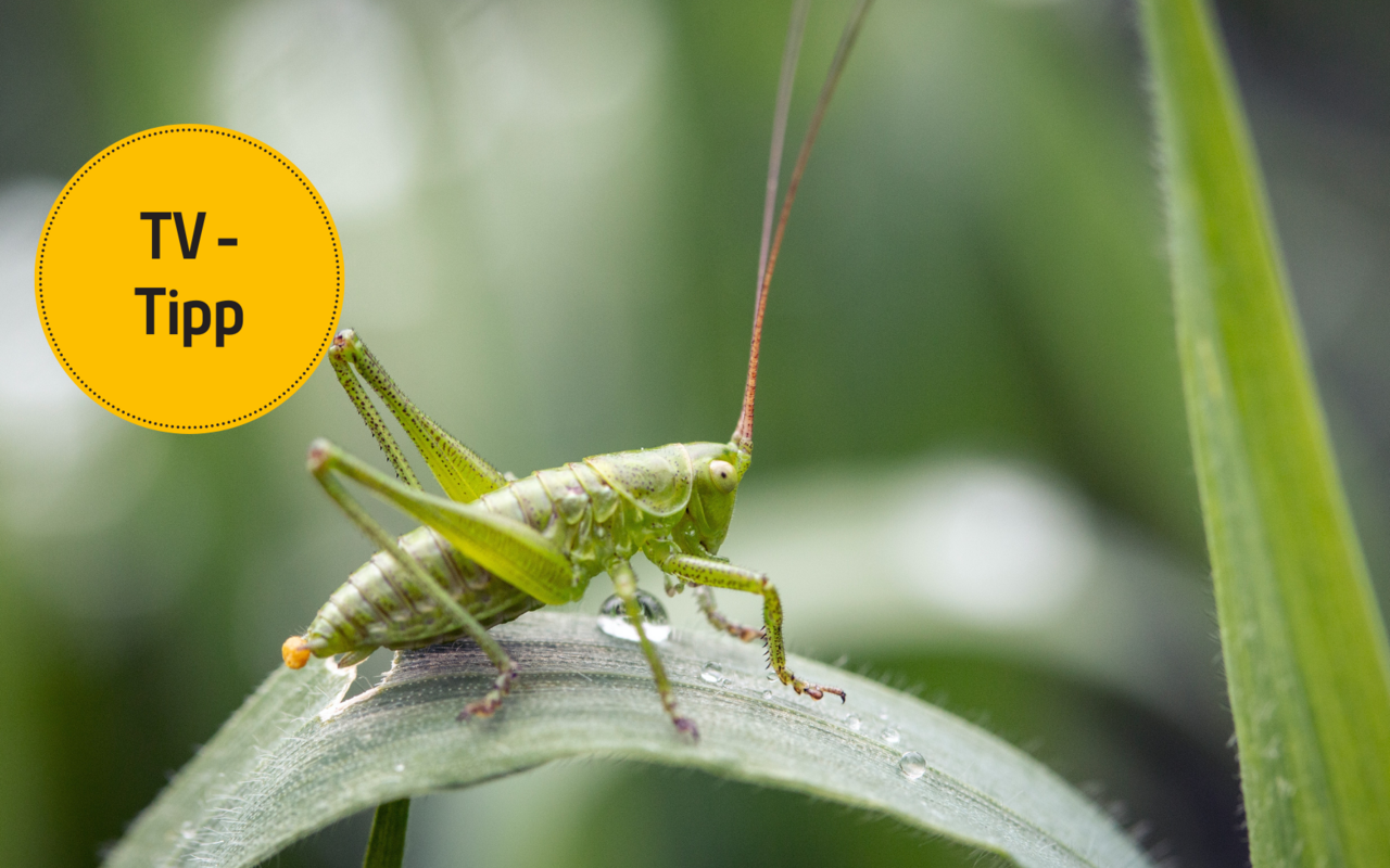 Insekten spielen eine wichtige Rolle für ein gesundes Ökosystem.
