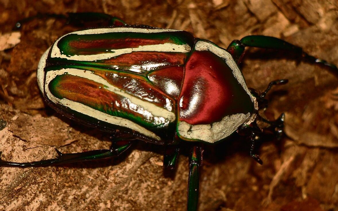 Dicronorrhina derbyana derbyana