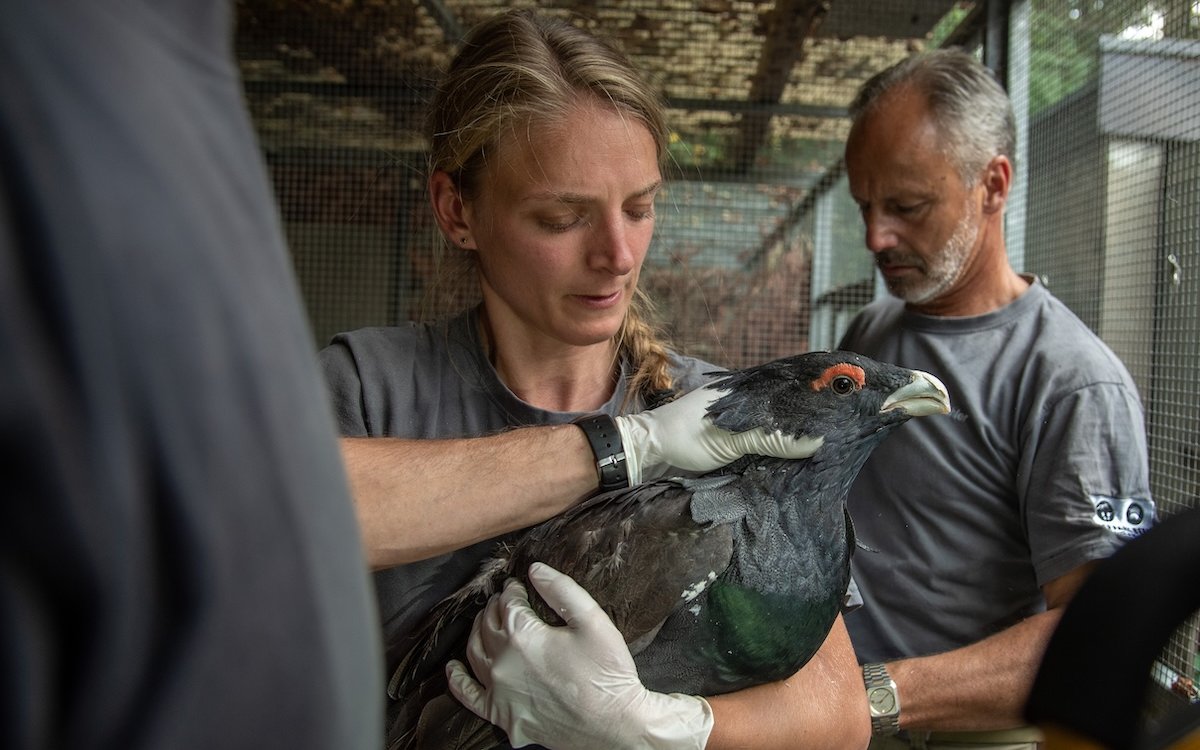 Der Auerhahn im Tierpark Bern wird gegen Vogelgrippe geimpft. 