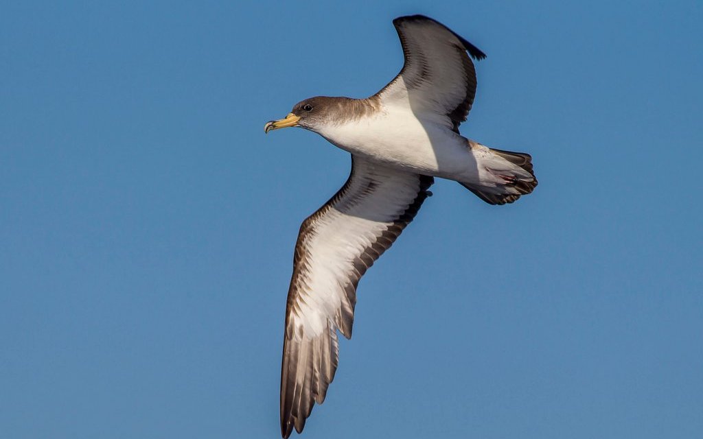 Corysturmvogel