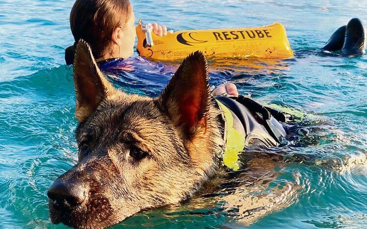 Die Hunde lernen, Schwimmer an einer Res-Tube an Land zu ziehen.