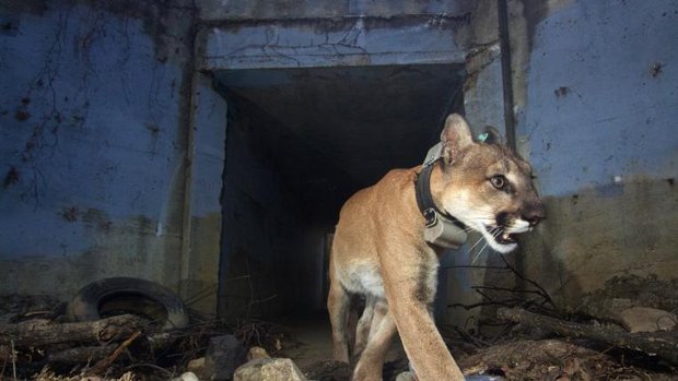 Culvert Cat