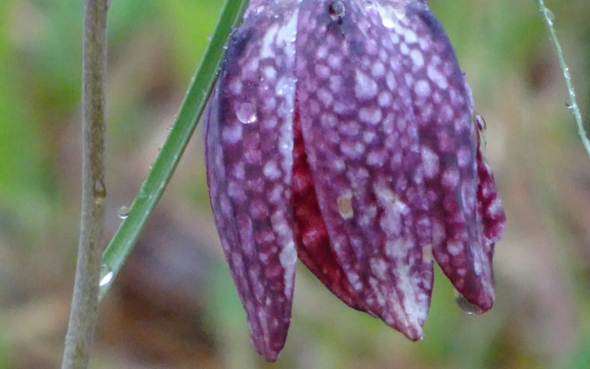 Schachbrettblumen bilden einen zierlichen, geperlten Schirm aus.  