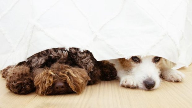 Hunde