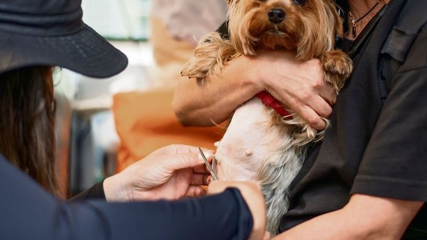 Tierarzt Hund