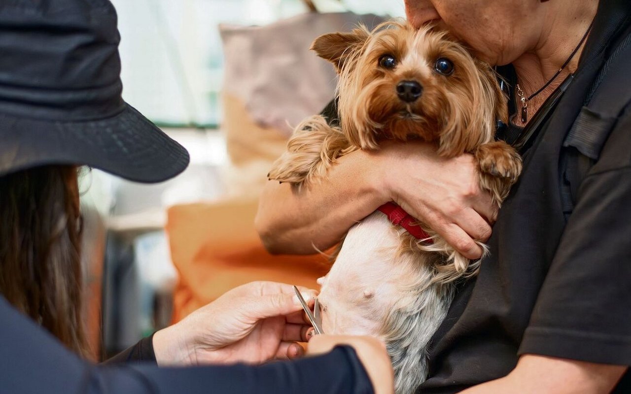 Bei der ambulanten Tierarztsprechstunde werden die Tiere zu einem reduzierten Tarif medizinisch versorgt. 