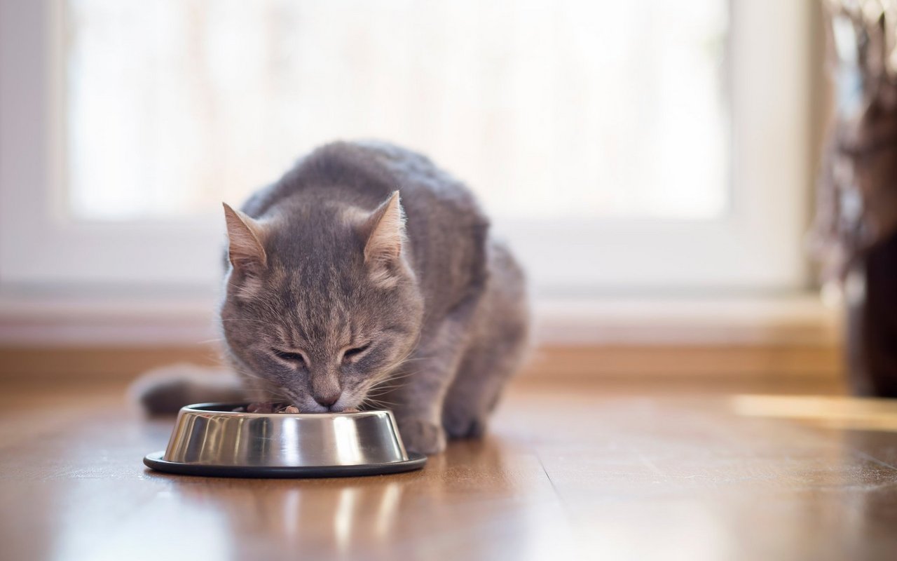 Katzen sind auf Taurin im Futter angewiesen. 