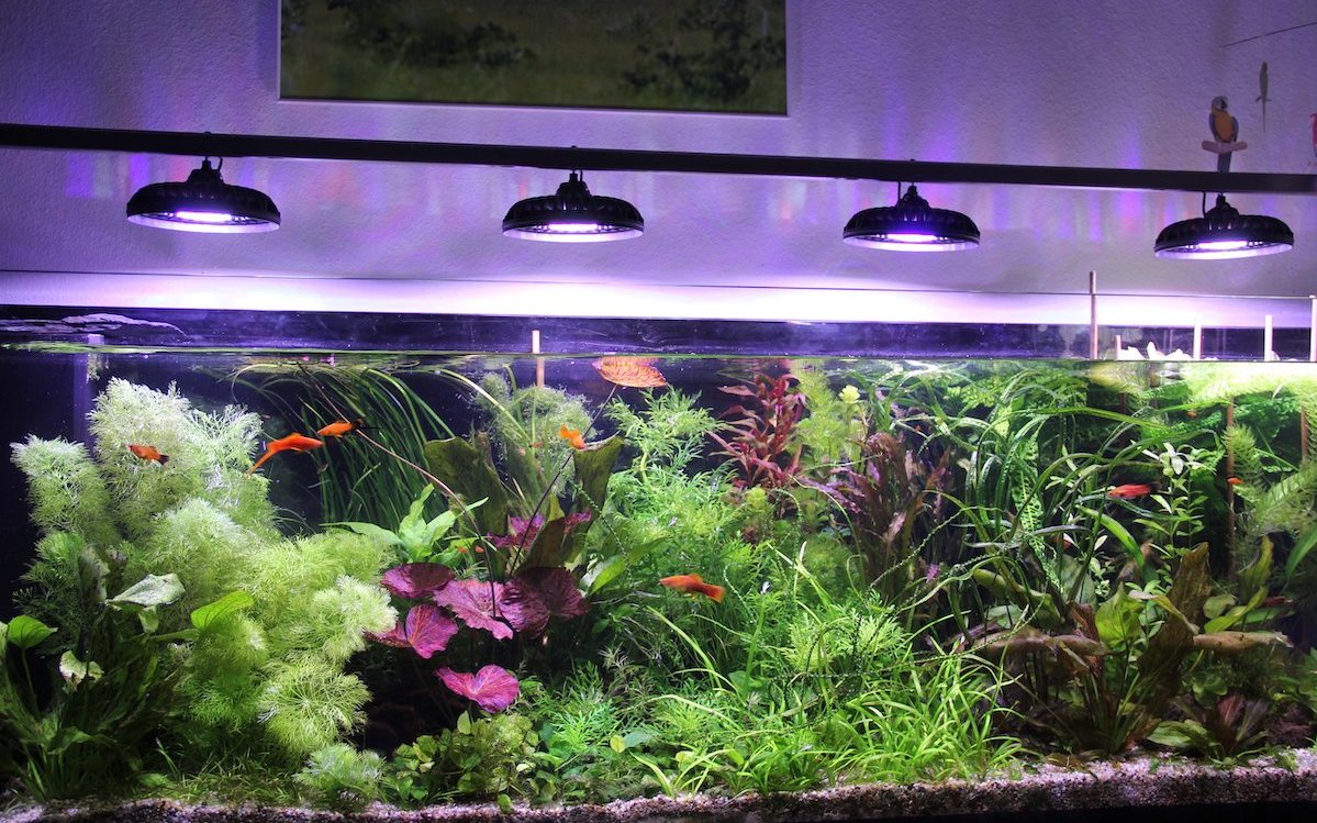 In einem gut bepflanzten Gesellschaftsaquarium haben Algen keine Chance.  