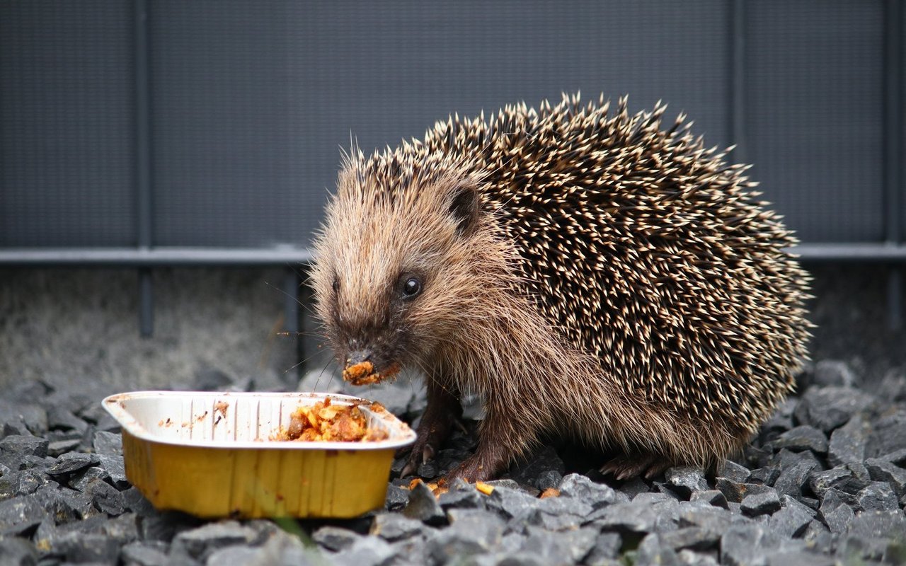 Katzennassfutter schmeckt auch Igeln. 