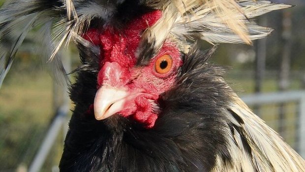 Pavlov sind eine alterussische Landhuhnrasse.