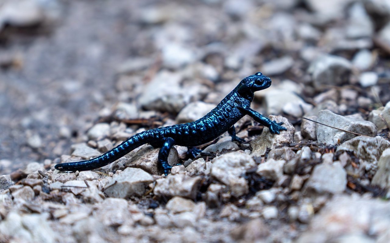 Der Alpensalamander ist die einzige Amphibie der Schweiz, die sich komplett vom Wasser gelöst hat. Die Jungen entwickeln sich im Mutterleib.