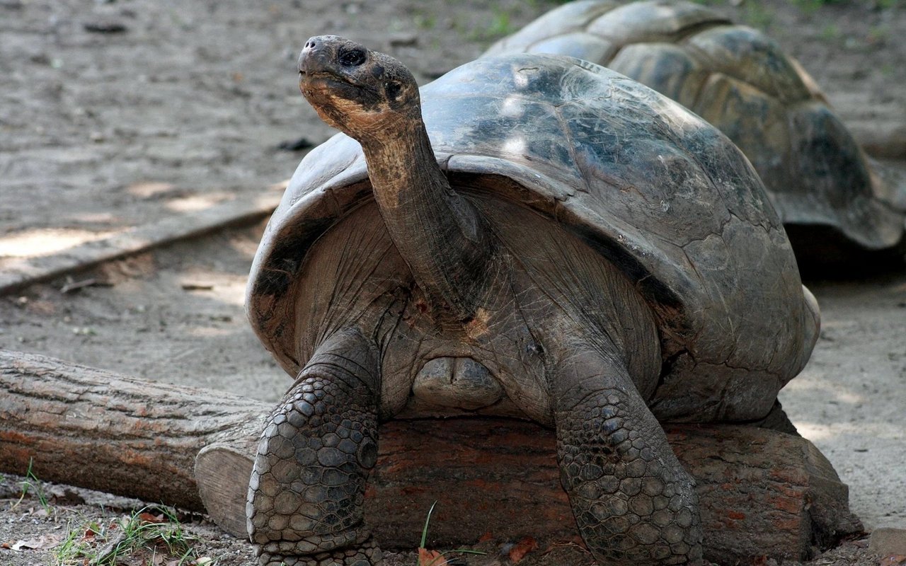 Mommy ist die älteste Bewohnerin des Philadelphia Zoos. Ihr Alter wird auf etwa 100 Jahre geschätzt.
