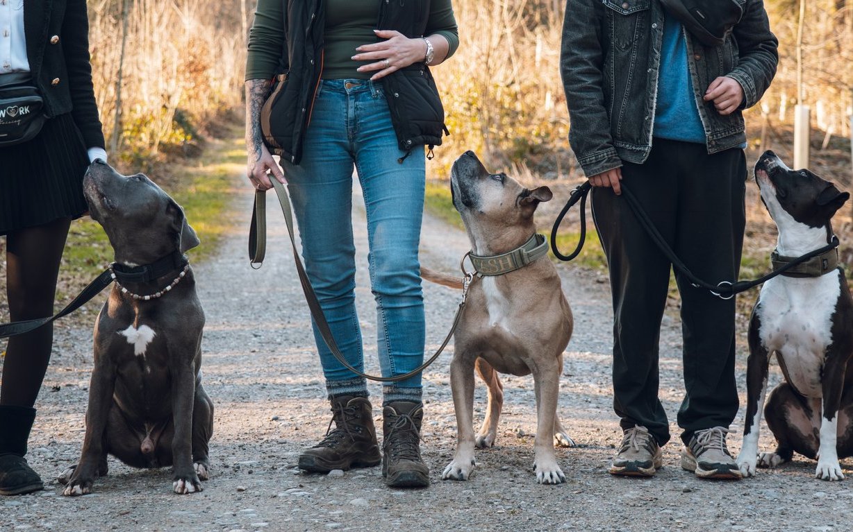 Regelmässiges Training schweisst ein Team aus Hund und Mensch zusammen und gibt Sicherheit für jegliche Alltagssituationen. 